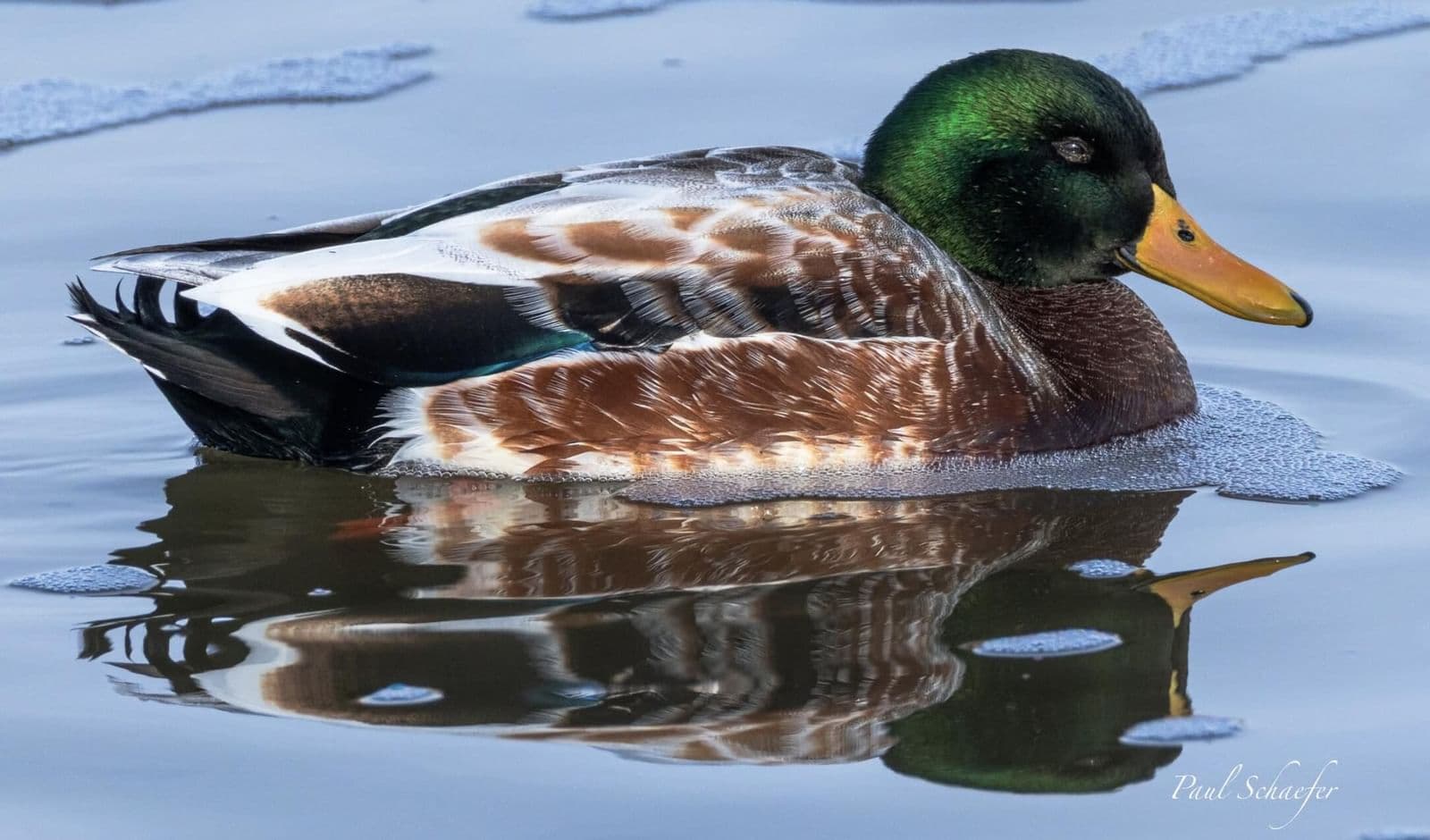 Photo 4 of 3813 Canada Goose