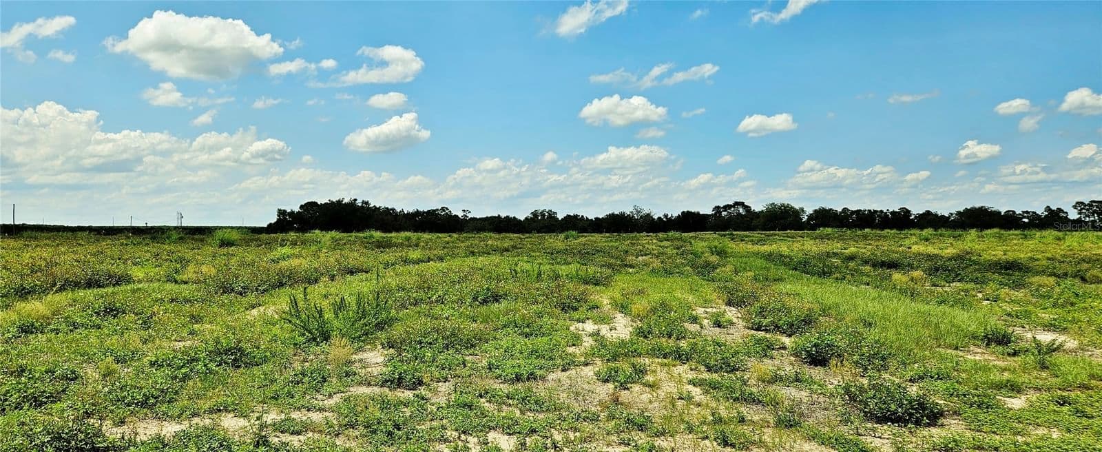 MAMMOTH GROVE