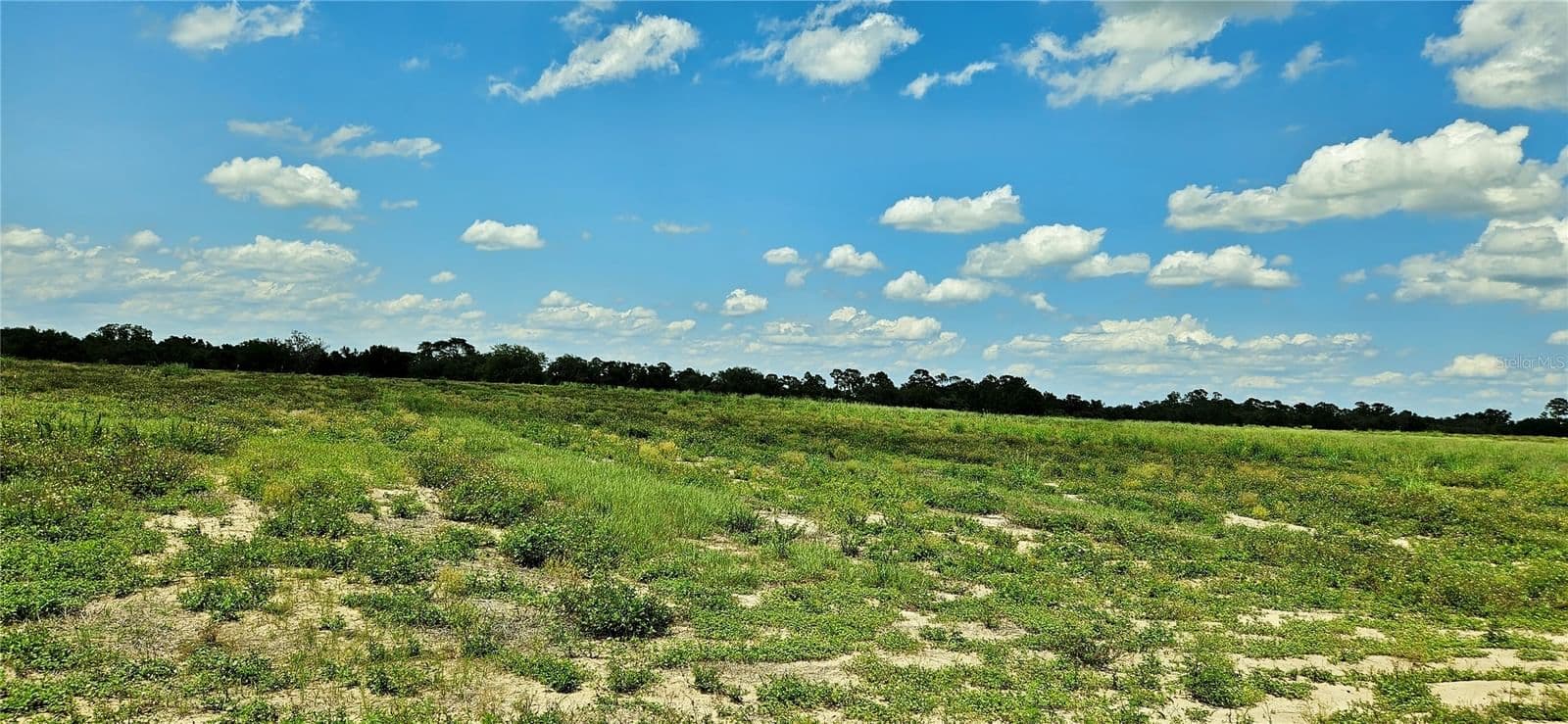 MAMMOTH GROVE