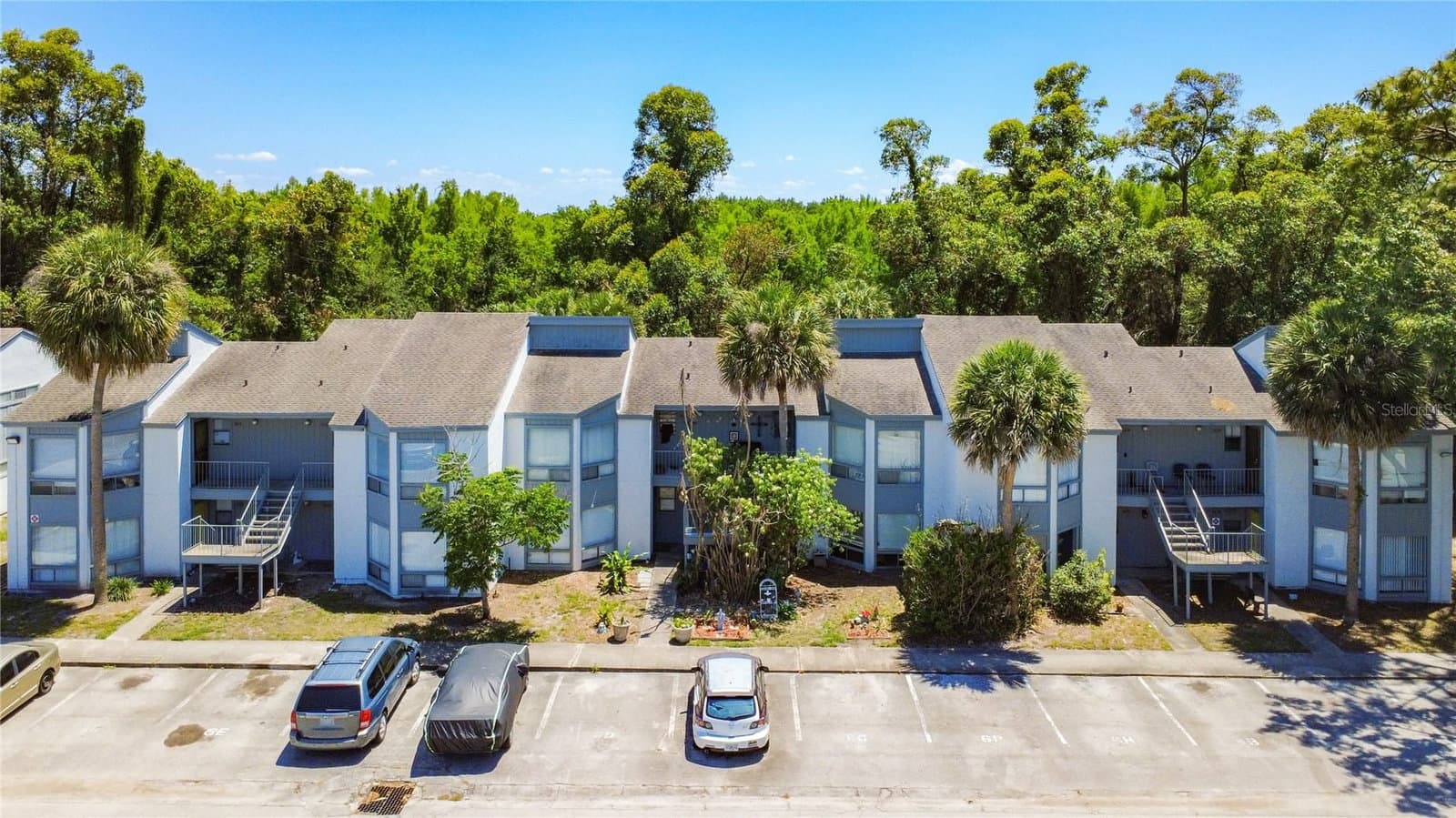 2636 LEMON TREE