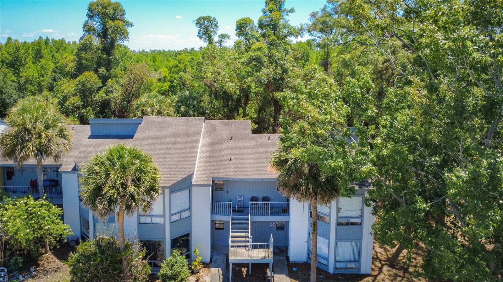 2636 LEMON TREE