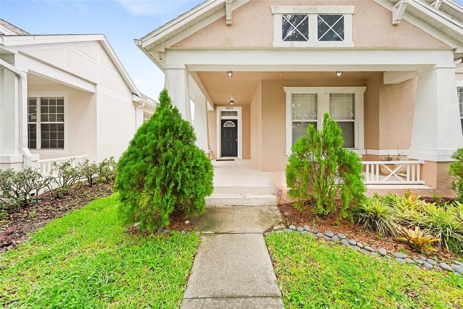 14475 JAMAICA DOGWOOD