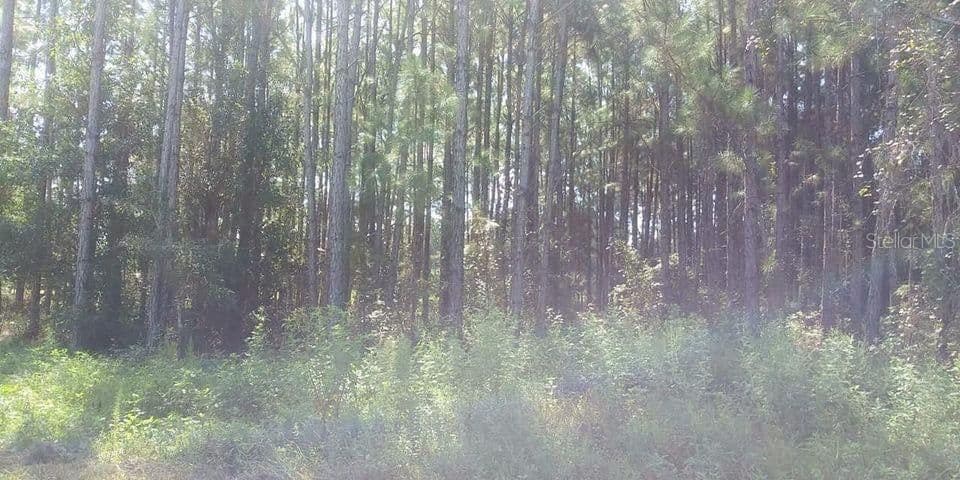 MT TABOR