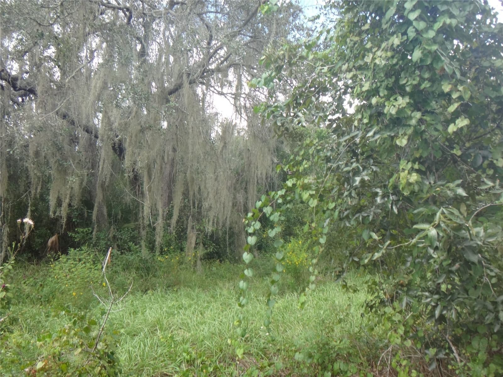 Photo 5 of TAMARIND Drive