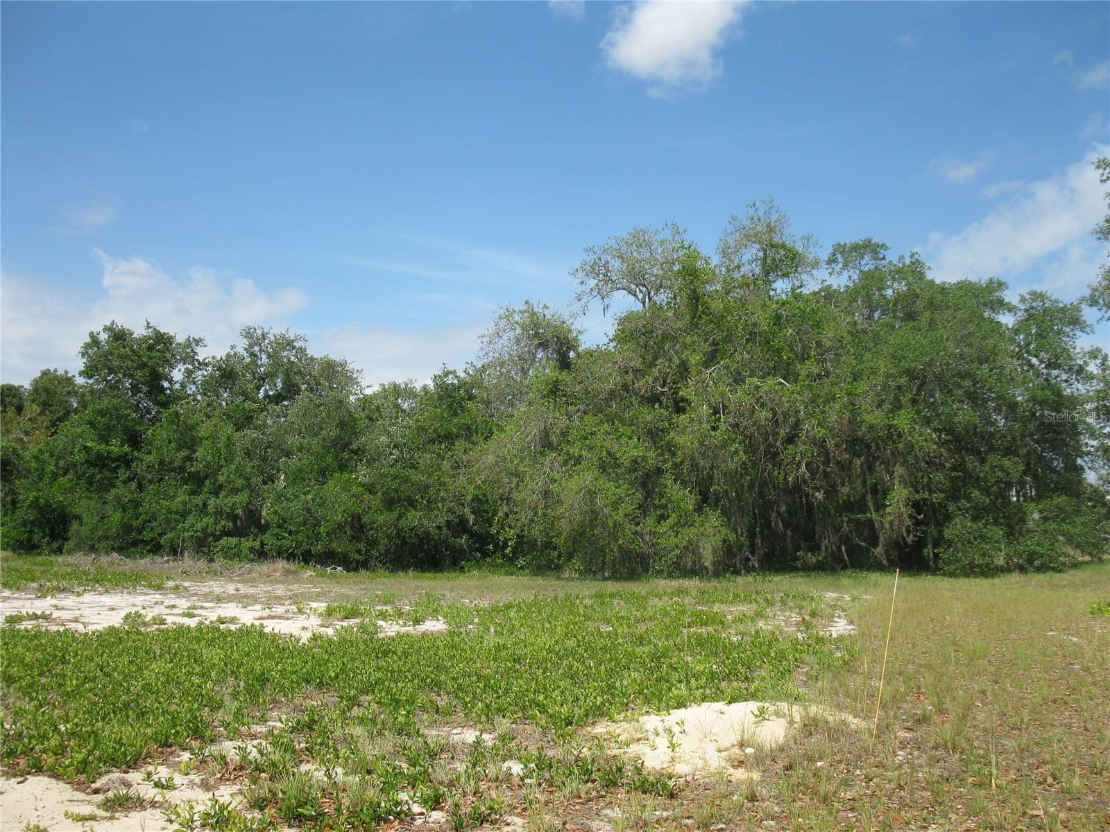 4199 JACARANDA