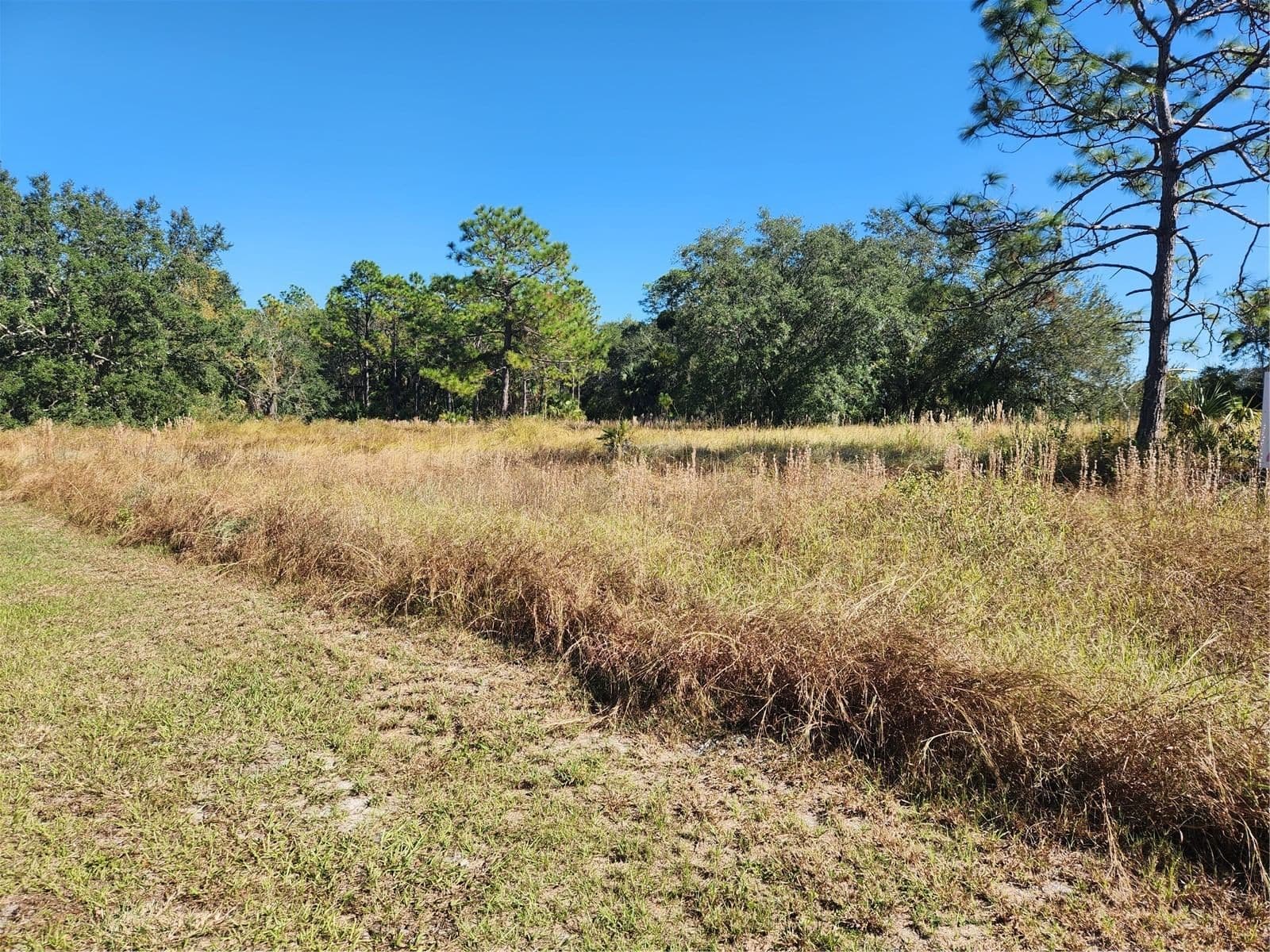 MARKHAM WOODS