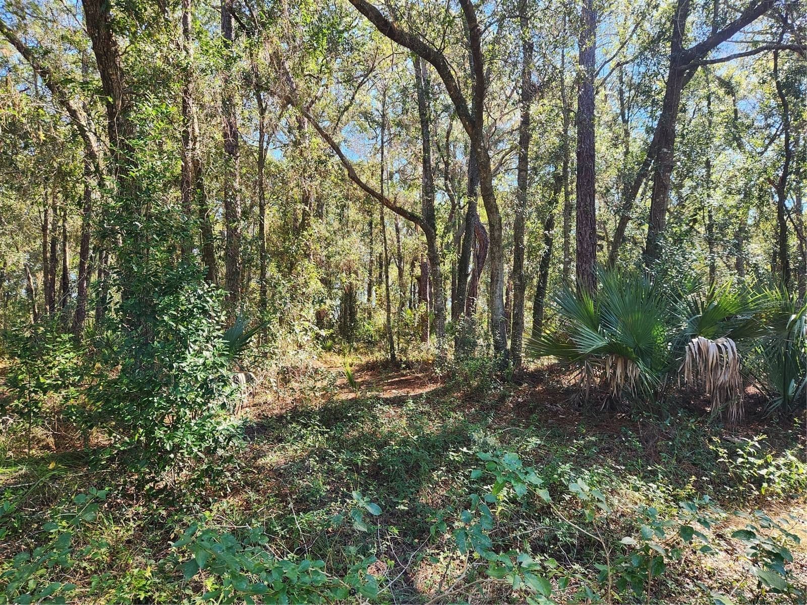 MARKHAM WOODS