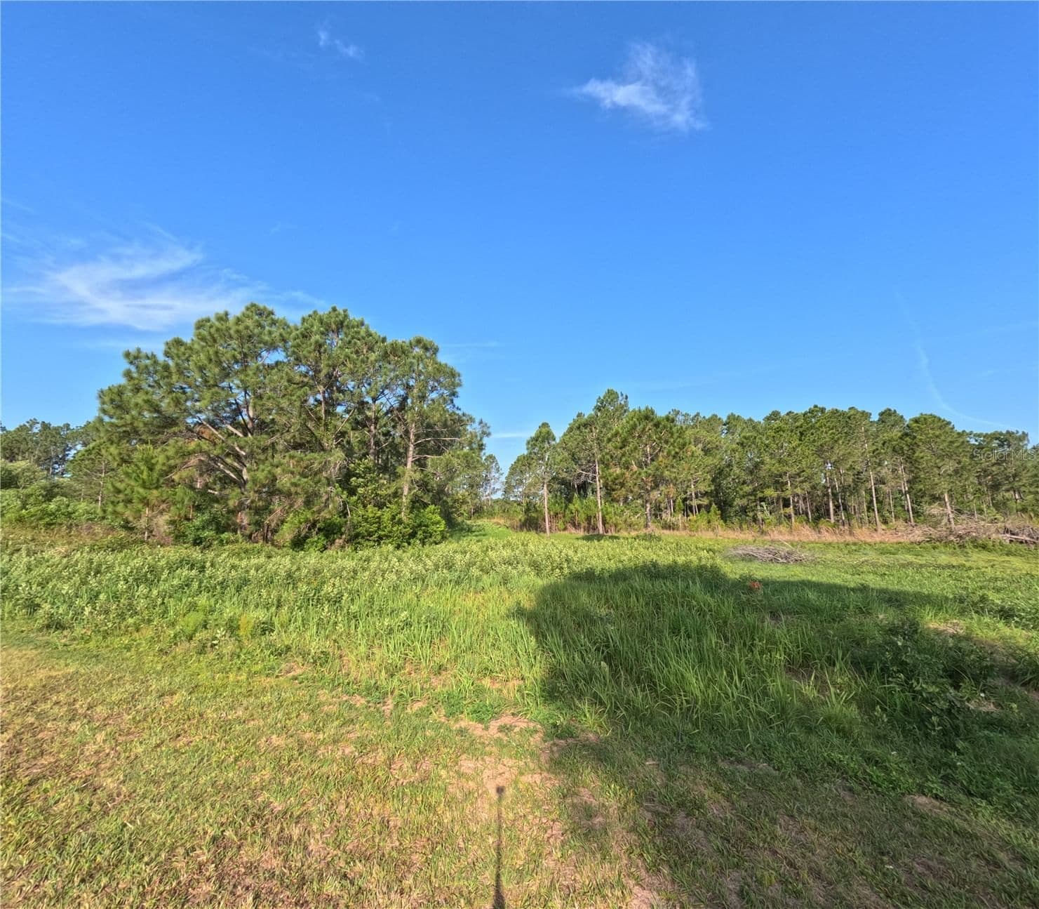 11031 ARROWTREE