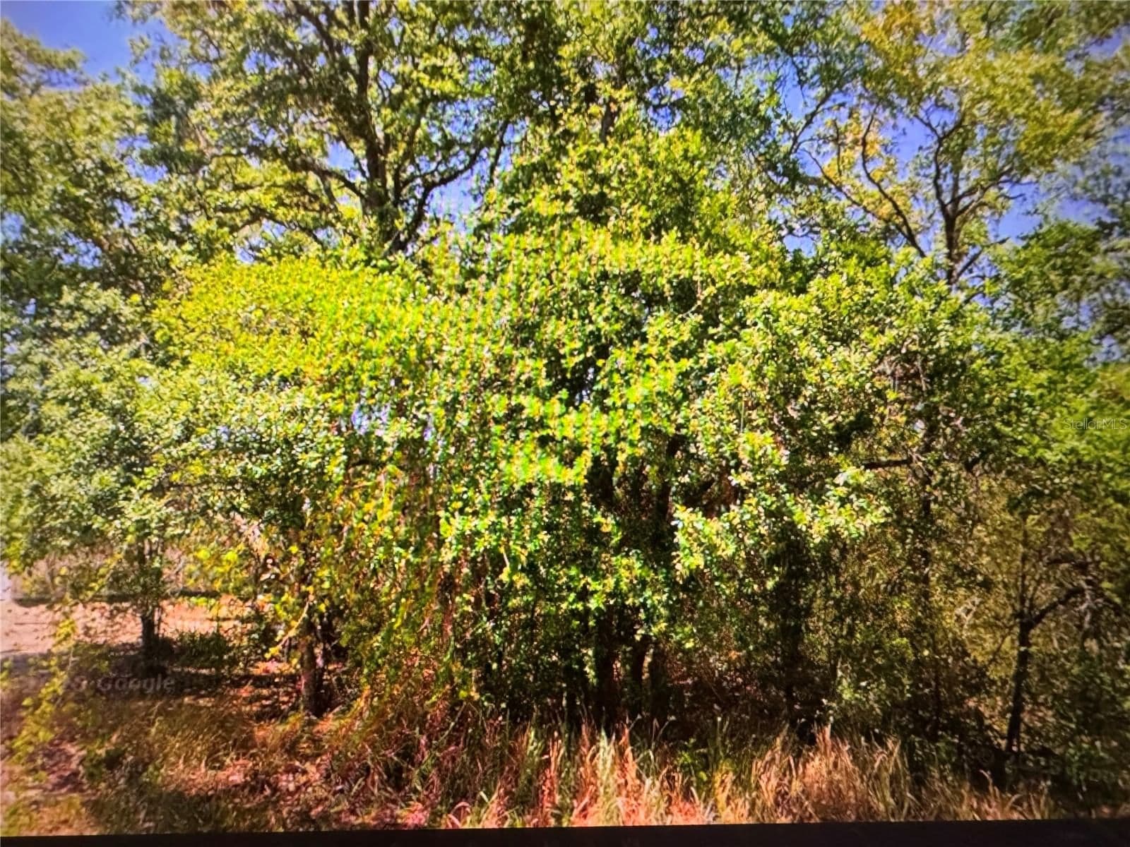 252 LOCUST Lane