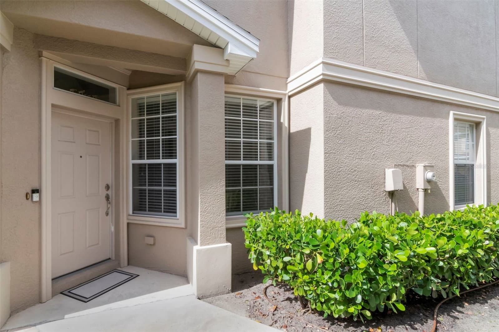 4111 BISMARCK PALM